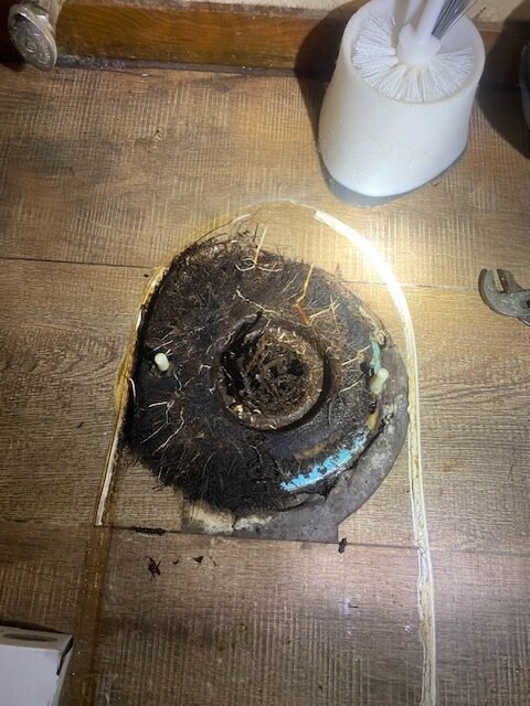 Roots surrounding an exposed toilet flange and extending into the drain opening.